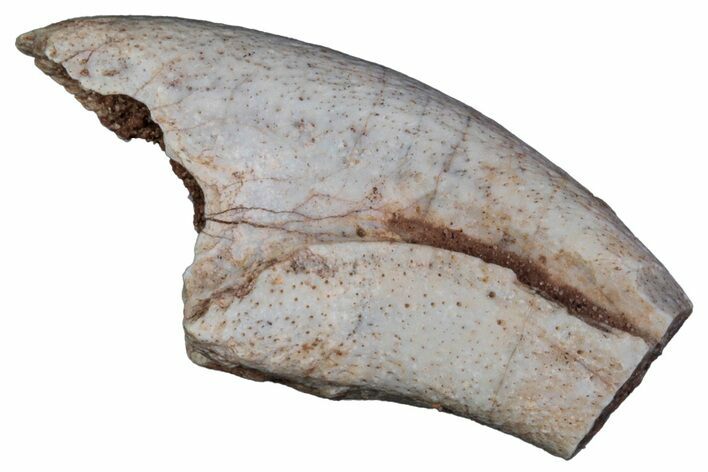 Triassic Theropod Dinosaur (Coelophysis) Partial Claw - Texas #315728